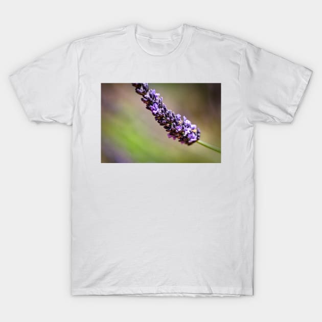 Close-up of lavender T-Shirt by blossomcophoto